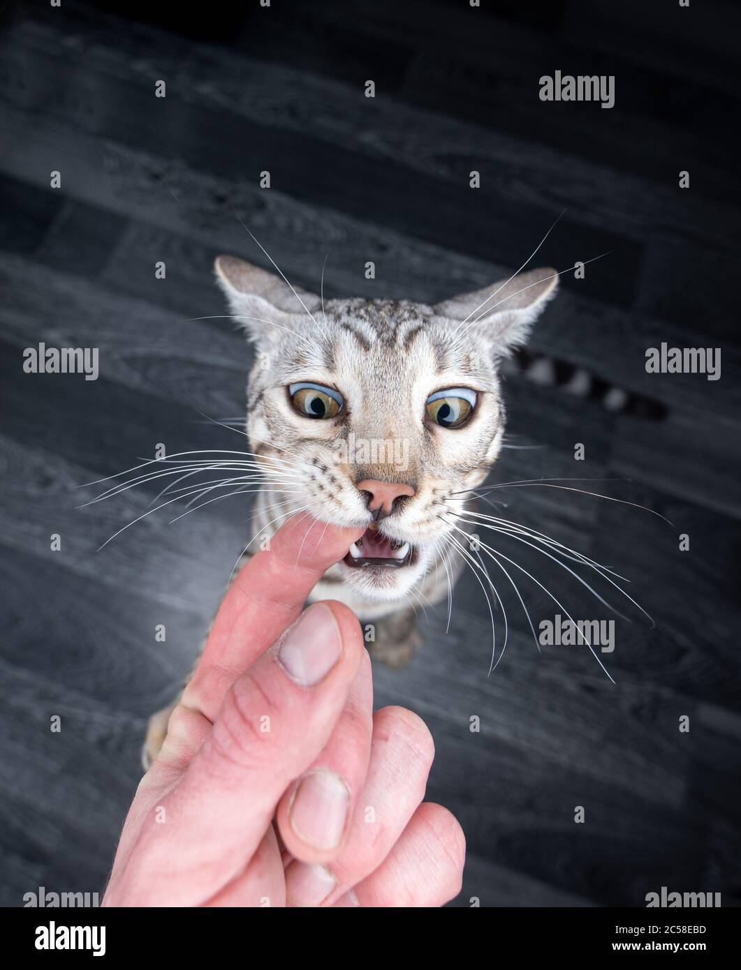 Aggressive junge schwarze silberne Tabby Rosettierte bengalische Katze beißt menschliche Finger betteln um Leckereien mit zurückklappbaren Ohren Stockfoto