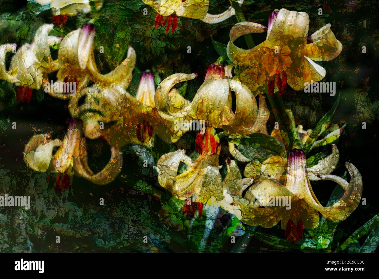 Lily blüht im Frühsommer in voller Blüte Stockfoto