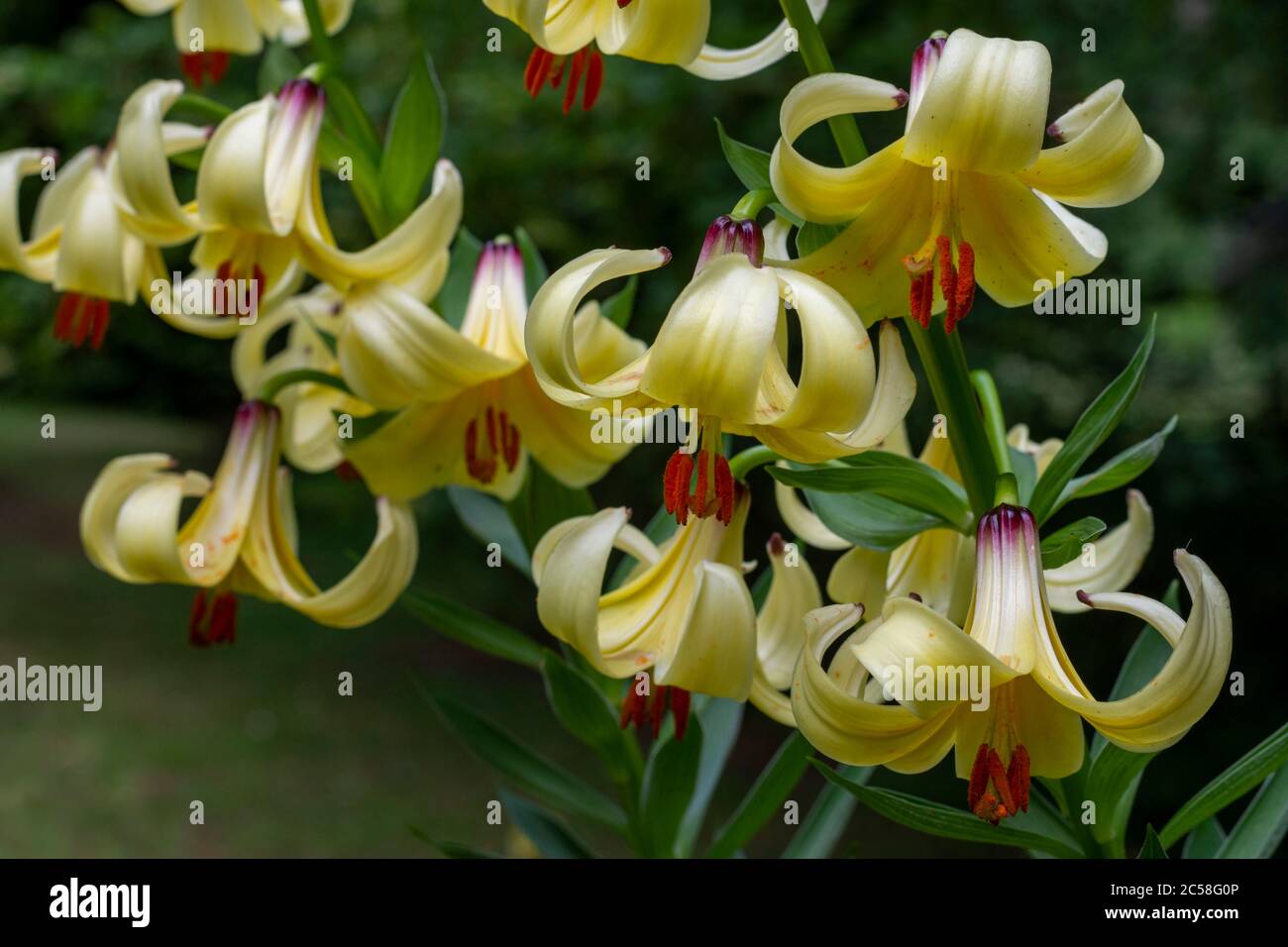 Lilie Blumen Stockfoto