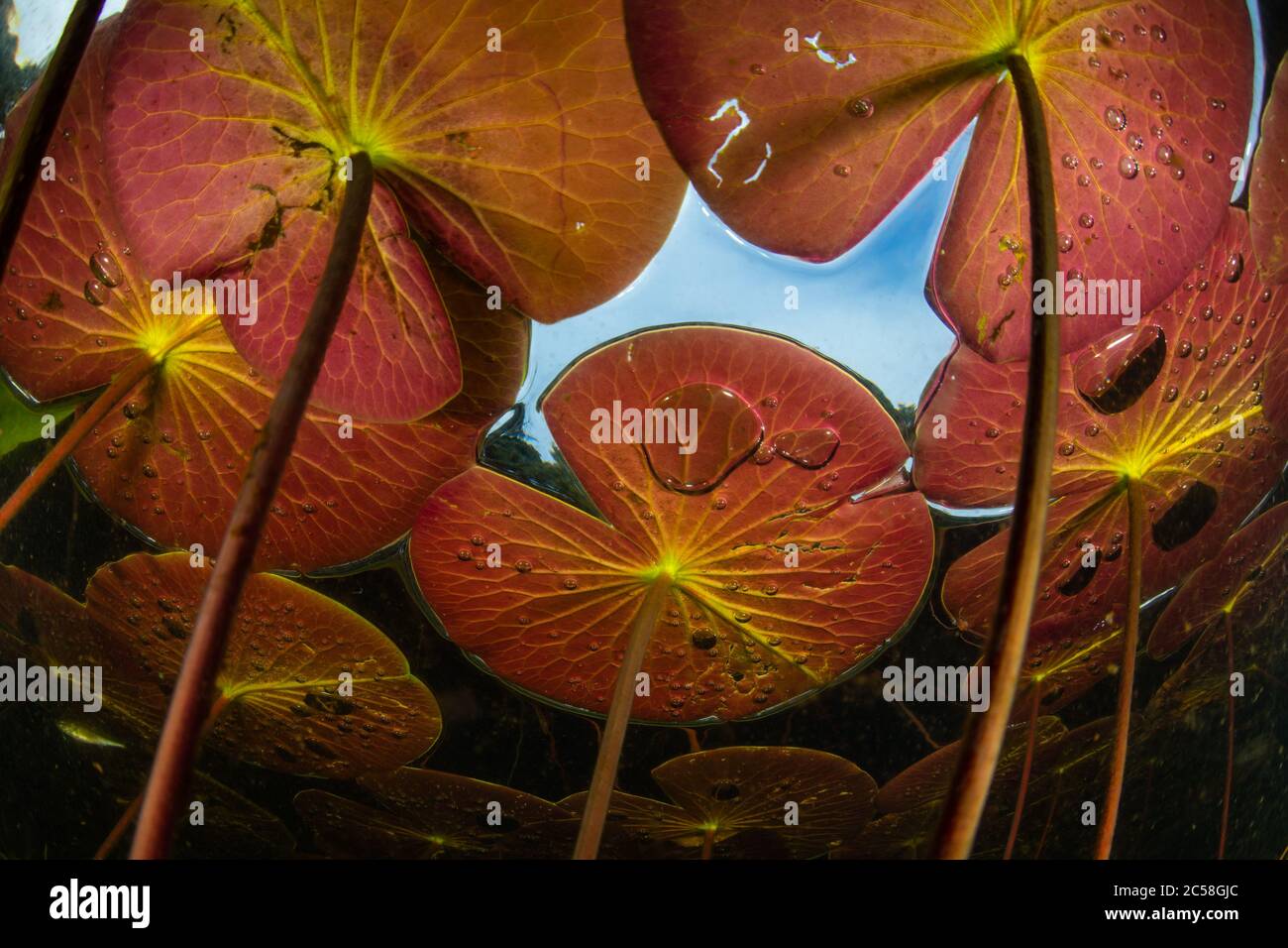 Bunte Seerosen wachsen in den Sommermonaten in einem Süßwassersee auf Cape Cod, Massachusetts. Die gemäßigte Wasservegetation wächst im Sommer schnell. Stockfoto