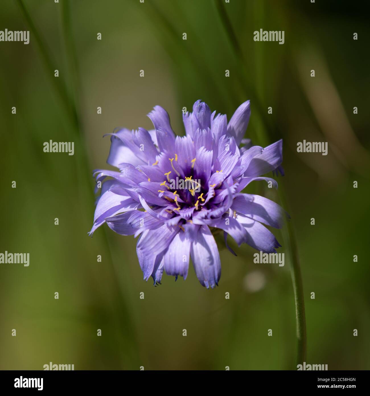 Centaurea cyanus, allgemein bekannt als Kornblume oder Junggesellenblatte, ist eine jährliche Blütenpflanze in der Familie Asteraceae, beheimatet in Europa Stockfoto
