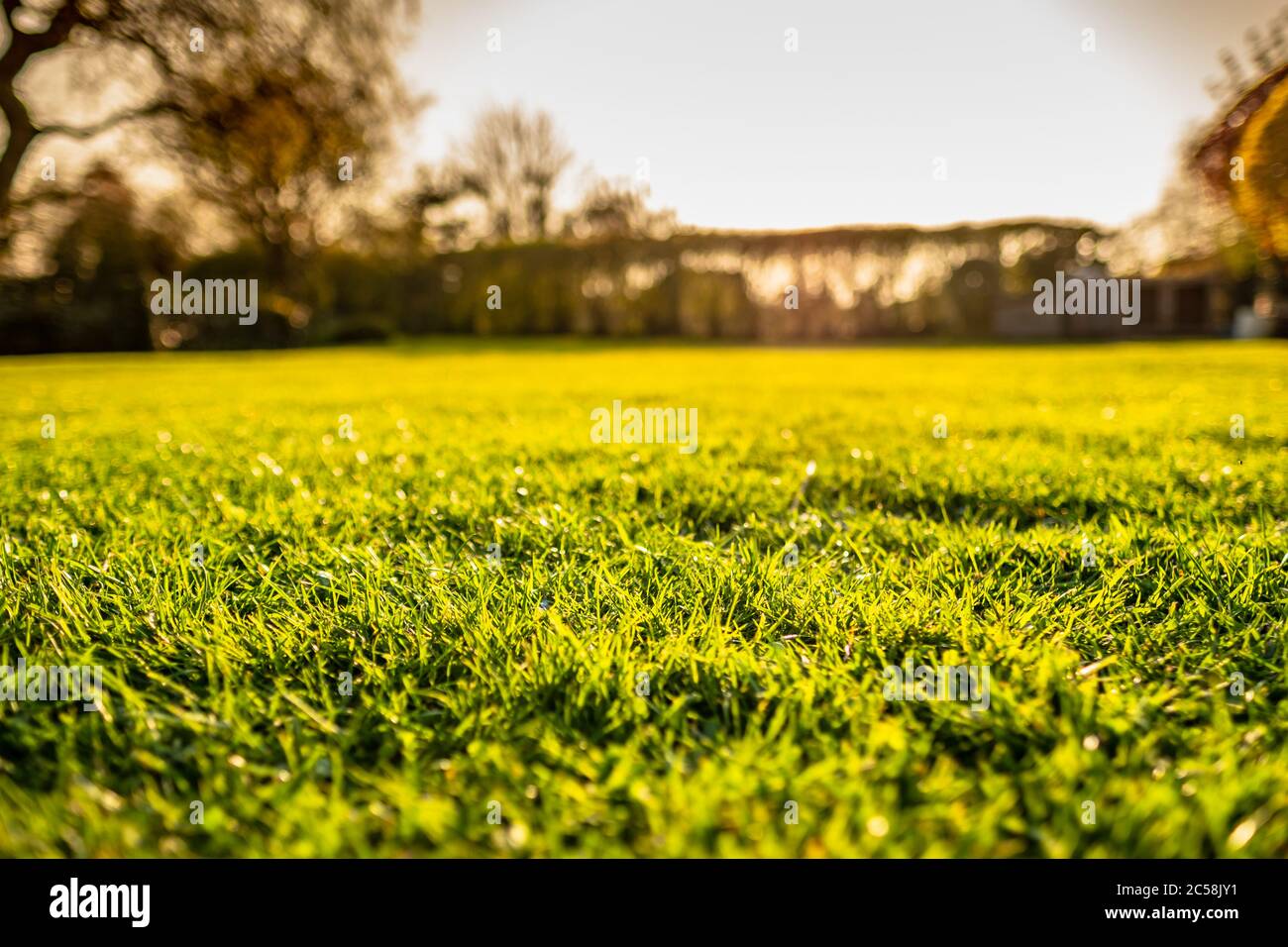 Ebenerdes Bild eines gepflegten und kürzlich geschnittenen Rasens in einem großen Garten kurz vor Sonnenuntergang. Goldenes Licht wird in strömenden gesehen. Stockfoto