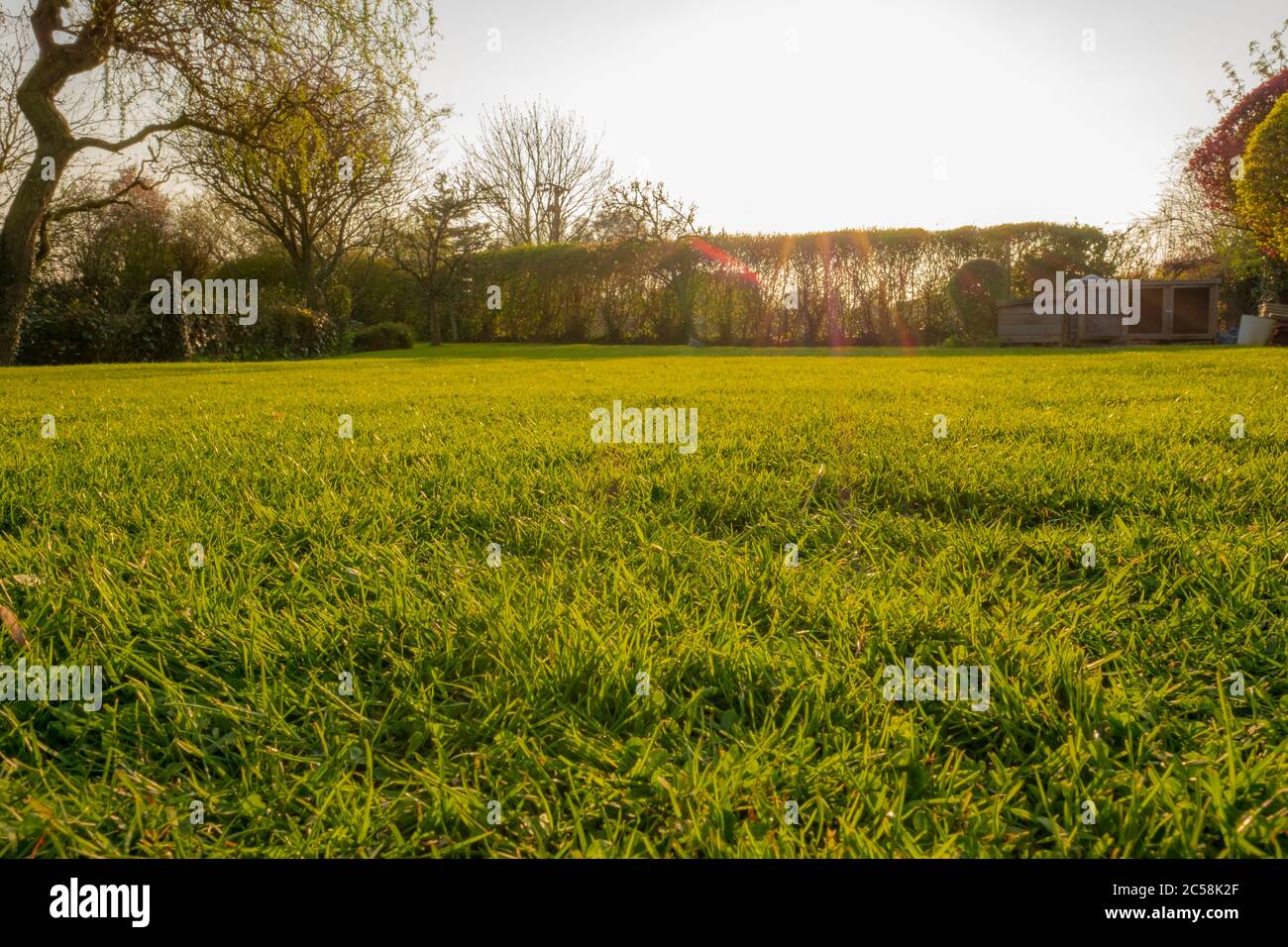 Ebenerdes Bild eines gepflegten und kürzlich geschnittenen Rasens in einem großen Garten kurz vor Sonnenuntergang. Goldenes Licht wird in strömenden gesehen. Stockfoto