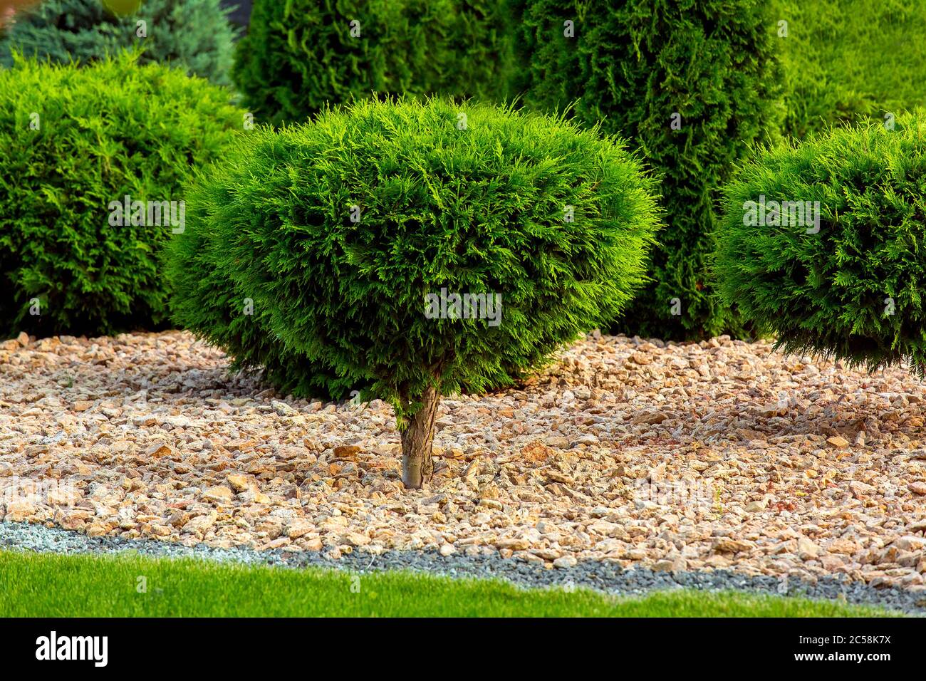 Immergrüner Busch Stockfotos und bilder Kaufen Alamy