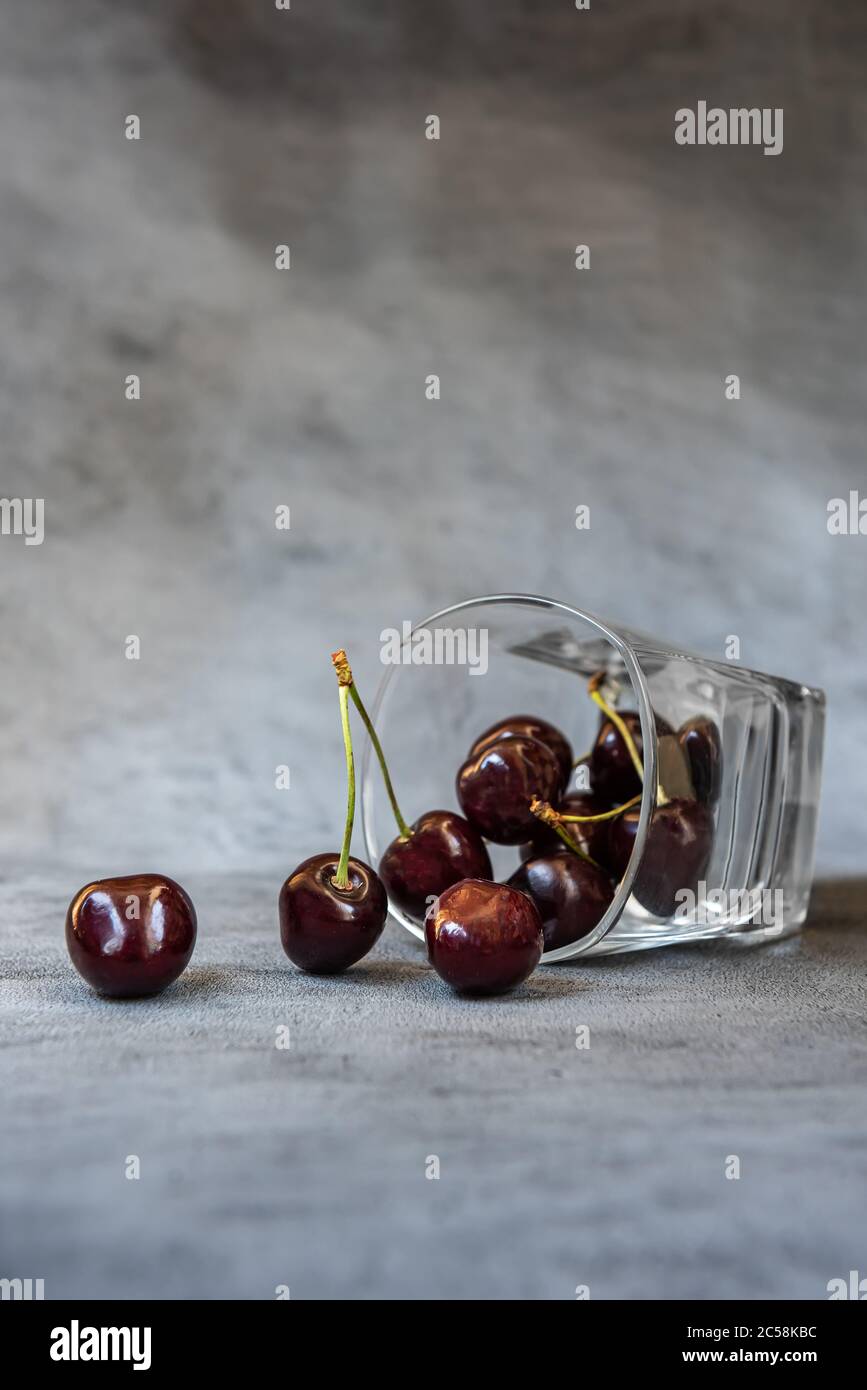 Reife dunkelrote und schwarze Süßkirschen im Glas. Glas liegt auf seiner Seite und einige Früchte sind aus ihm gefallen. Vertikaler grauer Hintergrund mit Kopie Stockfoto