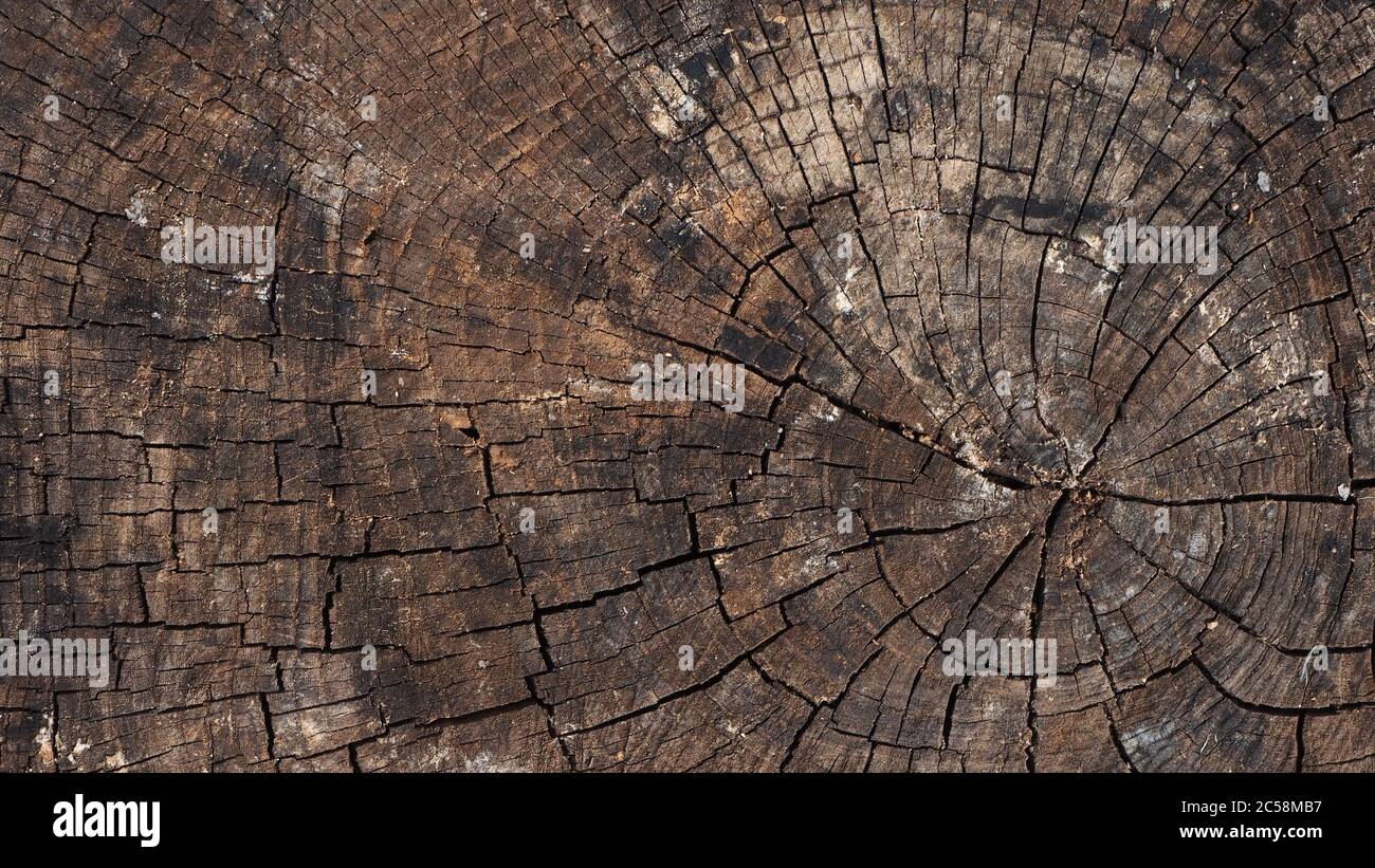 Alte Stumpf-Textur. Rissiger Holzhintergrund Stockfoto
