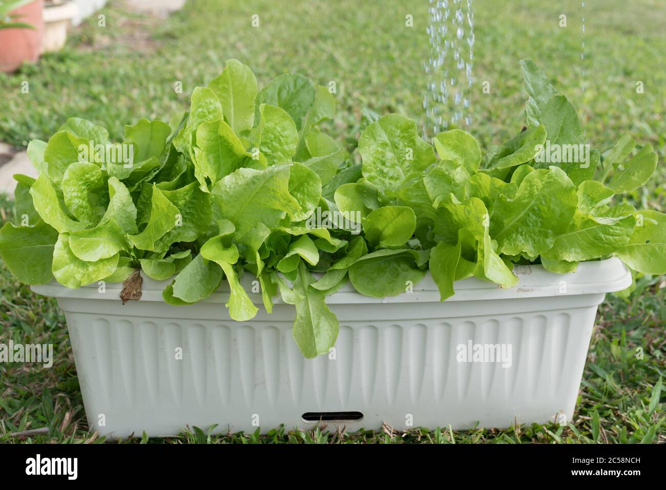 Gesunde Romaine und lose Blattsalat Pflanzen mit Flüssigdünger / Dünger bewässert Stockfoto