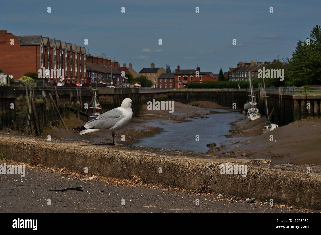 Einsame Möwe mit Blick auf die Aussicht vom Flussufer in BOSTON Lincolnshire, Stockfoto