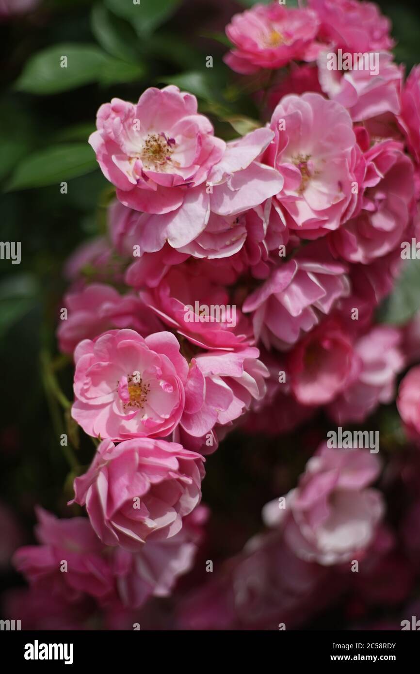 Nahaufnahme von rosa Rosen im Garten. Eine Rose ist eine holzige, mehrjährige Blütenpflanze der Gattung Rosa, aus der Familie Rosaceae. Stockfoto