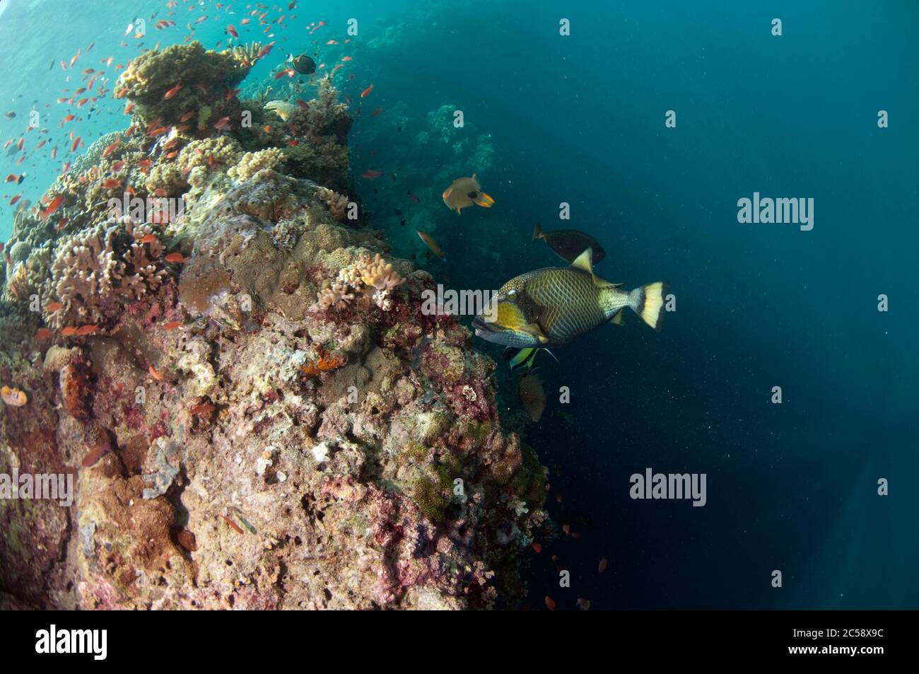 Titan Triggerfisch, Balistoides viridescens, am Riff mit Abbrecher, Sipadan Insel, Sabah, Malaysia, Celebes See Stockfoto