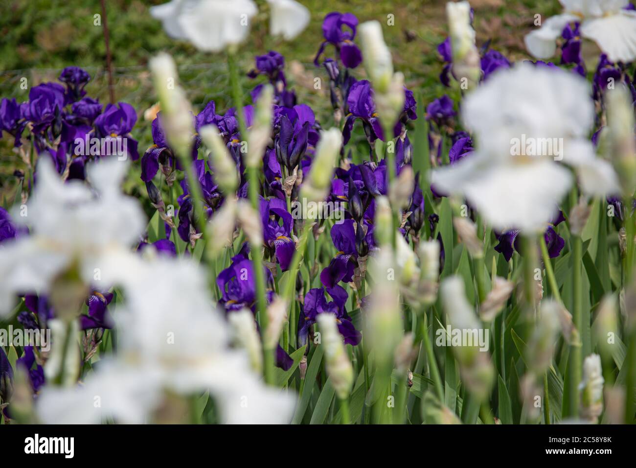 Blühende blaue Irisblüten (iridaceae) mit weißen Irisblüten im Vordergrund Stockfoto