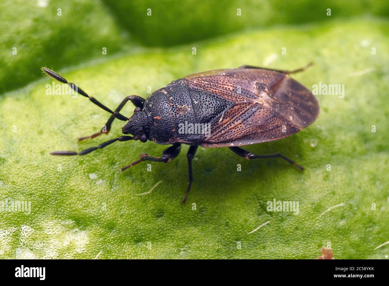 Drymus sylvaticus Bug ruht auf Pflanzenblatt. Tipperary, Irland Stockfoto
