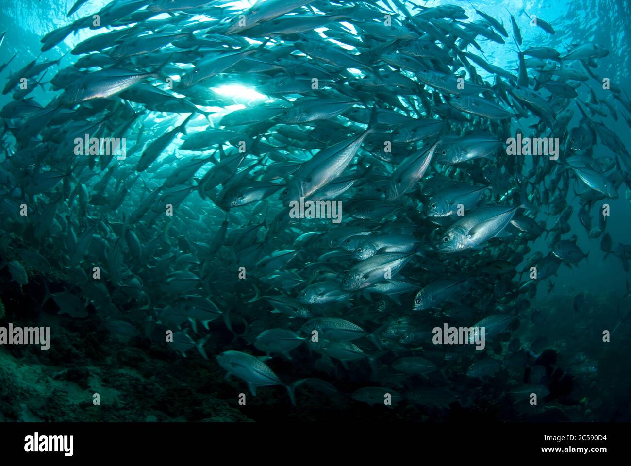 Great barracuda sealife underwater -Fotos und -Bildmaterial in hoher ...