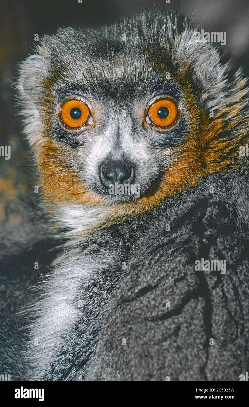 Männliche Mungo Lemur, (Eulemur mongoz,) aus Westmadagassar. Stockfoto