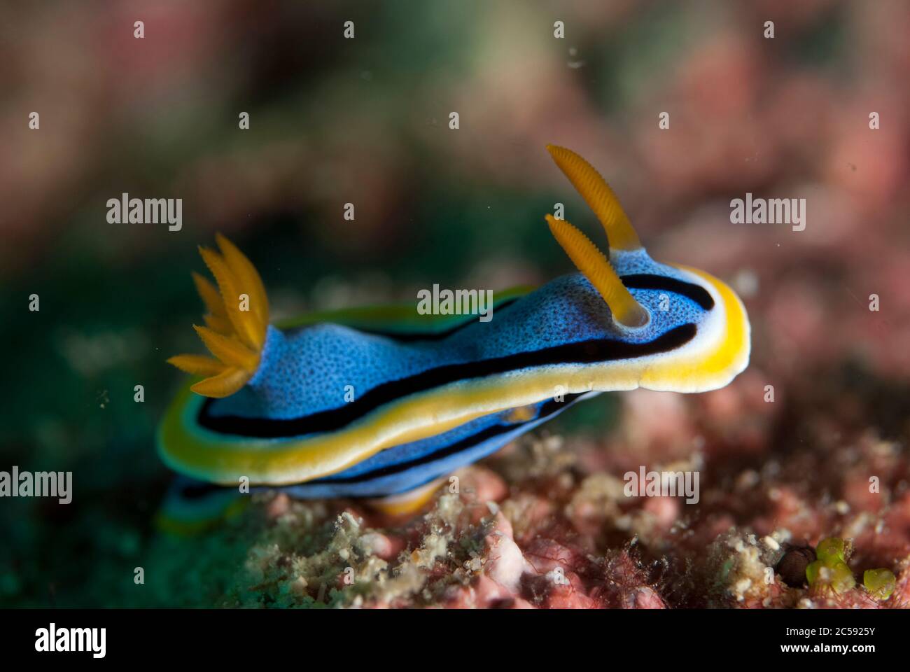 Anne's Chromodoris Nudibranch, Chromodoris annae, South Point Tauchplatz, Sipadan Island, Sabah, Malaysia, Celebes Sea Stockfoto