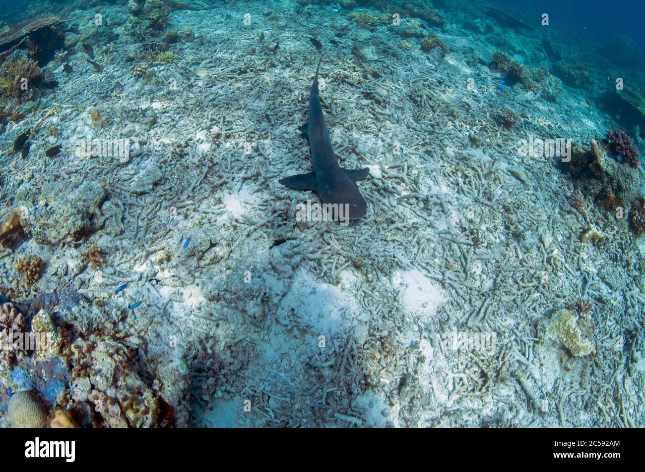 Beschädigte Korallen mit Weißspitzenriffhai, Triaenodon obesus, in der Nähe von Threatened, Tauchplatz Staghorn Crest, Insel Sipadan, Sabah, Malaysia, See von Isabellaya Stockfoto