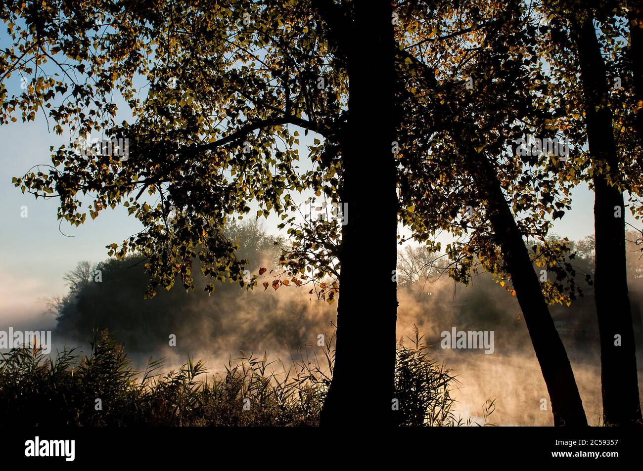 Früher Herbstmorgen. Die Sonnenstrahlen erleuchten den Nebel über dem Flusswasser zwischen den Bäumen. Stockfoto