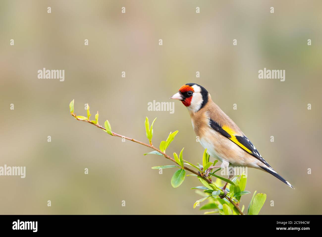 Goldfinch [ Carduelis carduelis ] auf Blattzweig mit unscharf Hintergrund Stockfoto