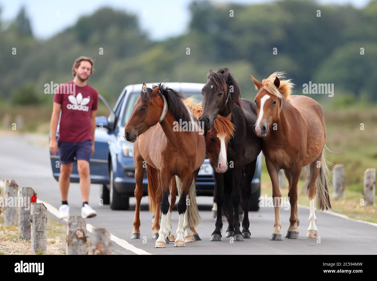 New Forest, Hampshire. Wetter in Großbritannien. Juli 2020. Eine Herde von New Forest Ponys zeigen einem Autofahrer, der Vorfahrt hat und sich weigert, an einem hellen, bewölkten Nachmittag im Wald aus der Straße in der Nähe von Bolderwood auszuziehen. Credit Stuart Martin/Alamy Live News Stockfoto