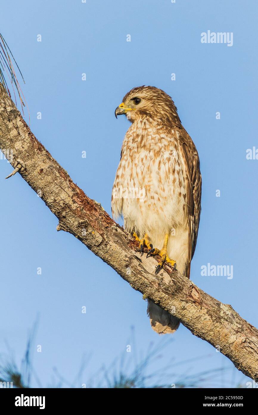 Ein Rotschulter-Falke (Buteo lineatus), der in einem Baum thront Stockfoto