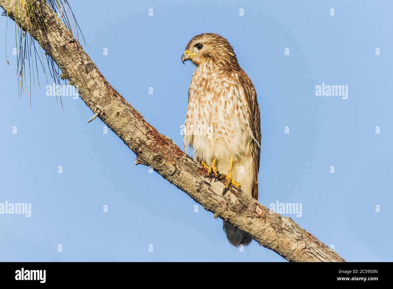 Ein Rotschulter-Falke (Buteo lineatus), der in einem Baum thront Stockfoto