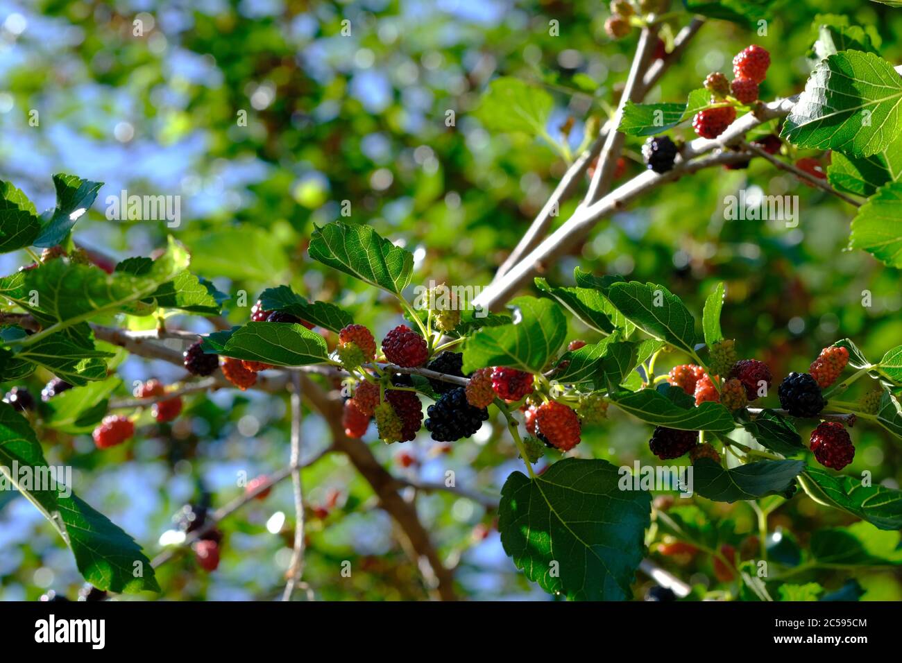 Maulbeeren sowohl reif und Reifung auf einem Zweig eines Maulbeerbaumes (Morus) in einem Glebe Garten, Ottawa, Ontario, Kanada. Stockfoto