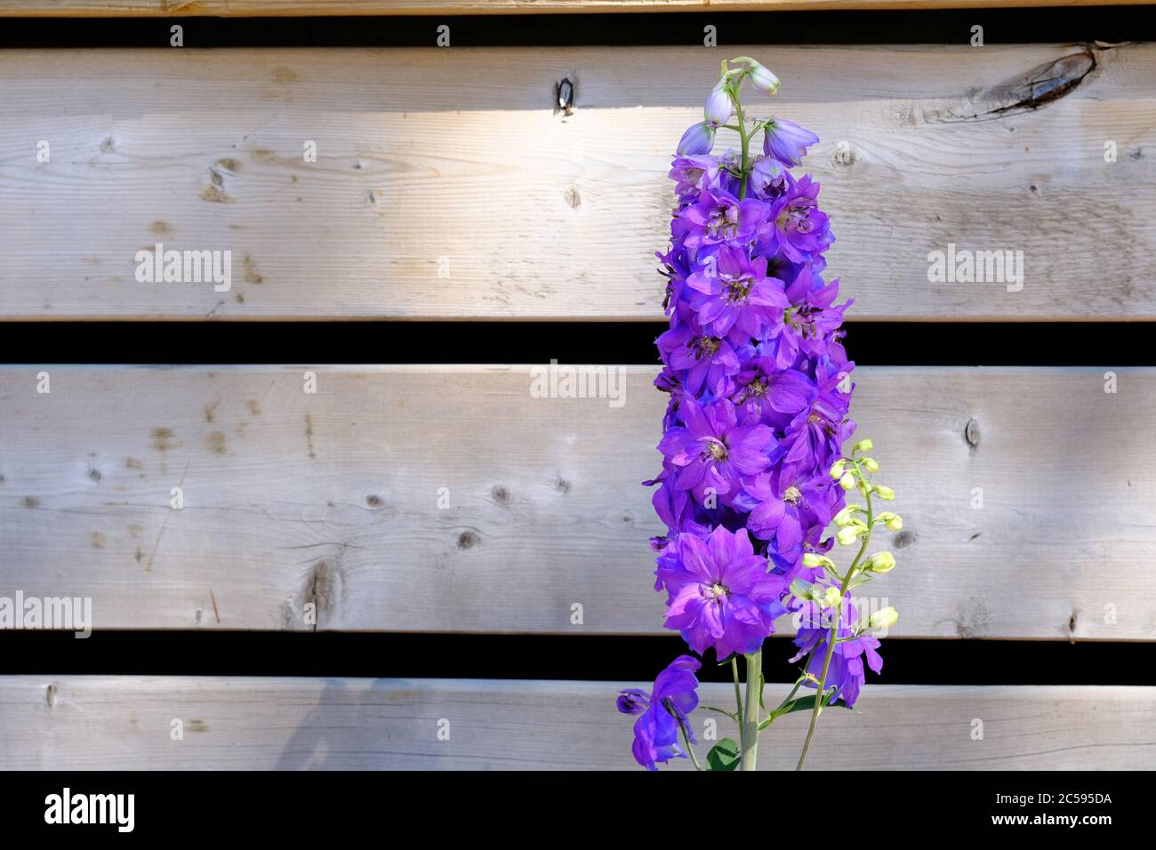 Einzelner violetter Stiel eines Delphiniums (elatum 'Aurora Light Purple'?) Gegen Holzplanken der Veranda eines Glebe-Hauses, Ottawa, Ontario, Kanada. Stockfoto