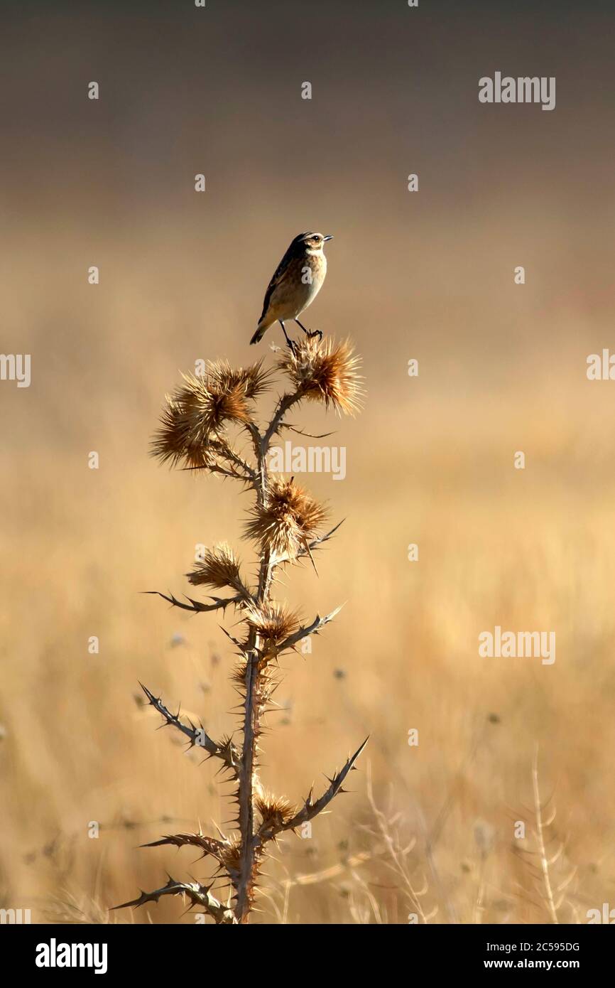 Niedlicher kleiner Vogel Stonechat. Gelber Natur Hintergrund. Vogel: Europäischer Steinechat. Saxicola rubicola. Stockfoto