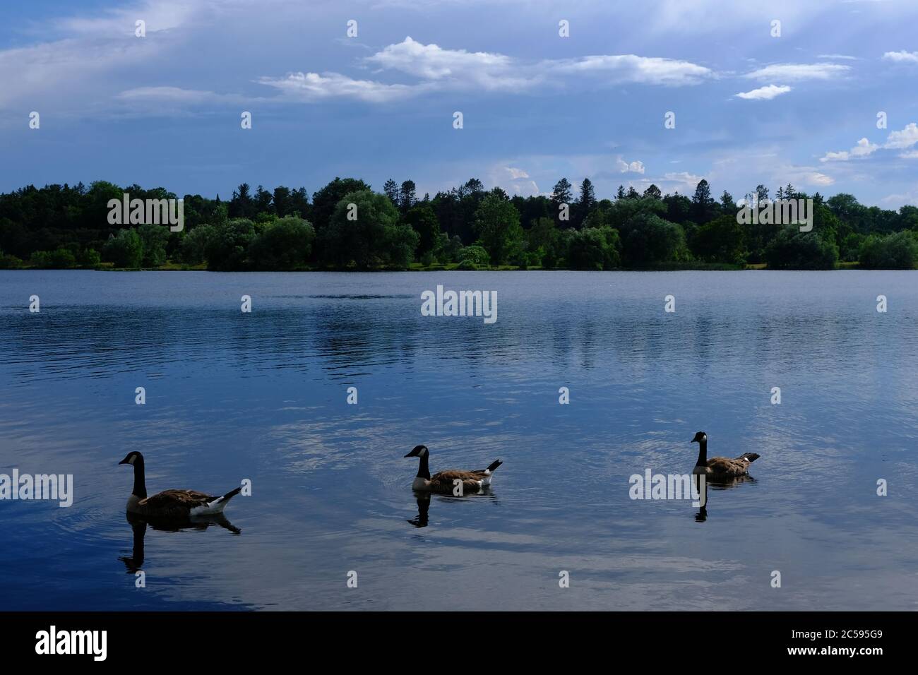 Drei heitere Kanadagänse (Branta canadensis), die an einem sonnigen Sommertag auf dem Dow's Lake in Ottawa, Ontario, Kanada, vorbei segeln. Stockfoto