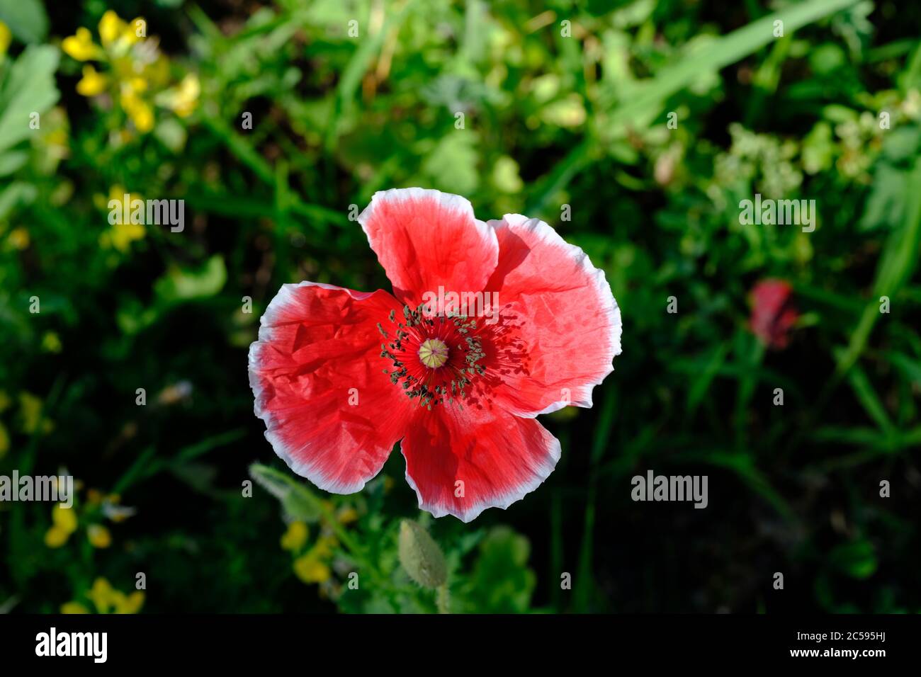 Roter shirley-Mohn (Papaver rhoeas) mit dünnem weißen Rand in einem Glebe-Garten, Ottawa, Ontario, Kanada. Stockfoto