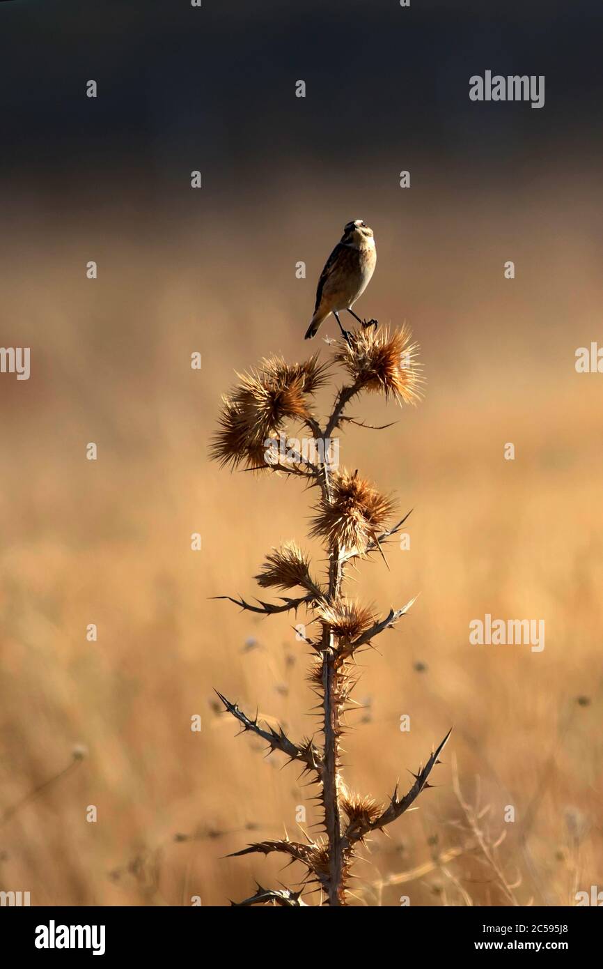 Niedlicher kleiner Vogel Stonechat. Gelber Natur Hintergrund. Vogel: Europäischer Steinechat. Saxicola rubicola. Stockfoto