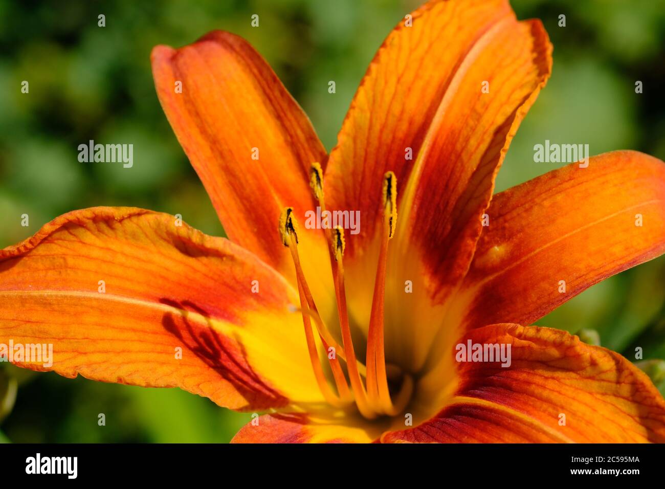 Nahaufnahme einer einzelnen orangen Taglilie (Hemerocallis fulva), die in der späten Nachmittagssonne in einem Glebe-Garten, Ottawa, Ontario, Kanada, leuchtet. Stockfoto