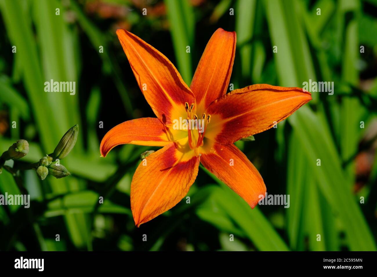 Einzelne orange Taglilie (Hemerocallis fulva) glühend in der späten Nachmittagssonne in einem Glebe Garten, Ottawa, Ontario, Kanada. Stockfoto