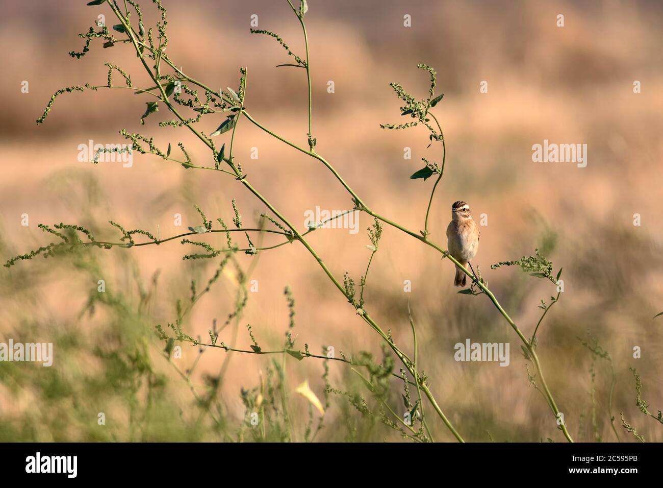 Niedlicher kleiner Vogel Stonechat. Gelber Natur Hintergrund. Vogel: Europäischer Steinechat. Saxicola rubicola. Stockfoto
