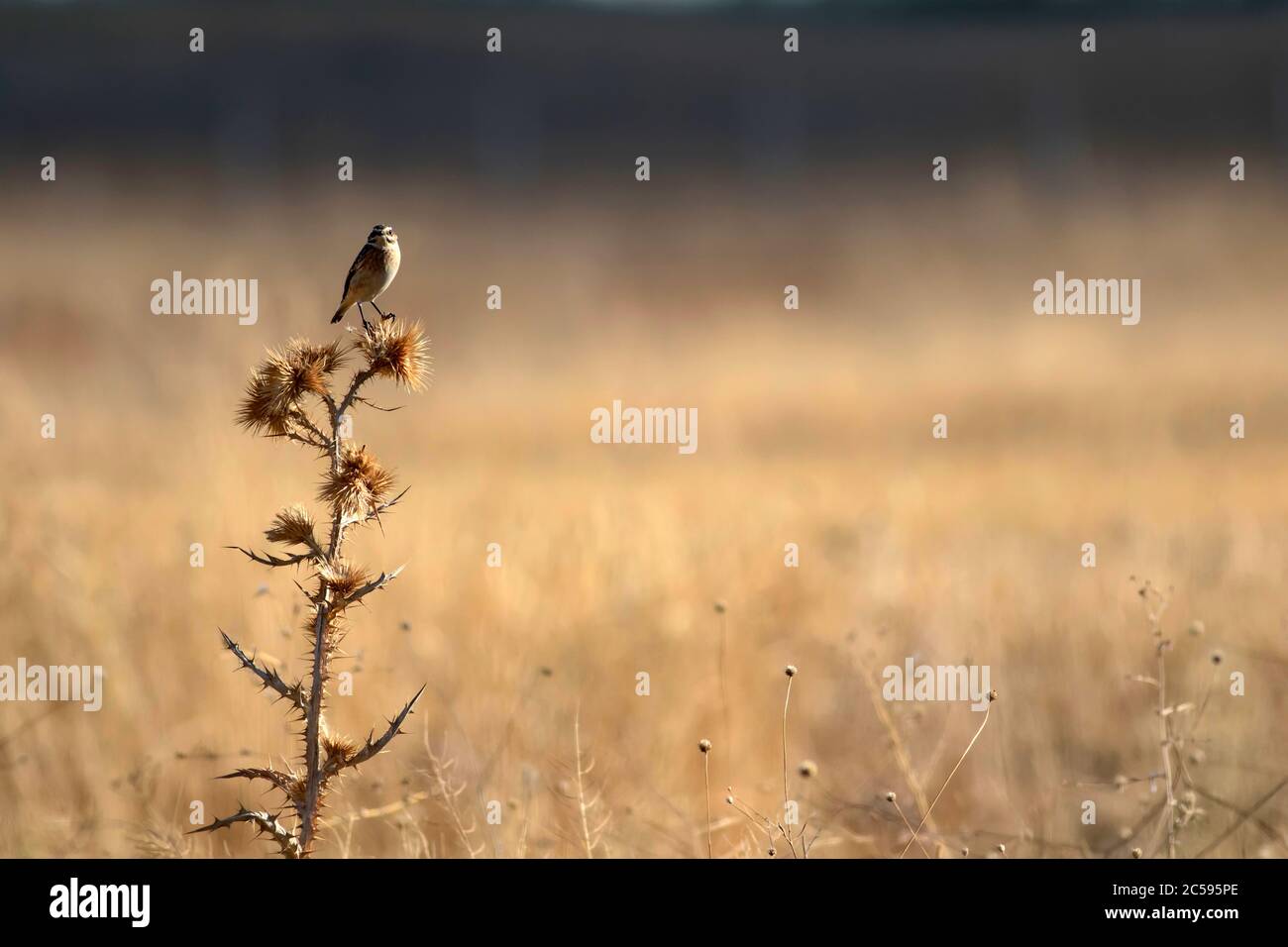 Niedlicher kleiner Vogel Stonechat. Gelber Natur Hintergrund. Vogel: Europäischer Steinechat. Saxicola rubicola. Stockfoto