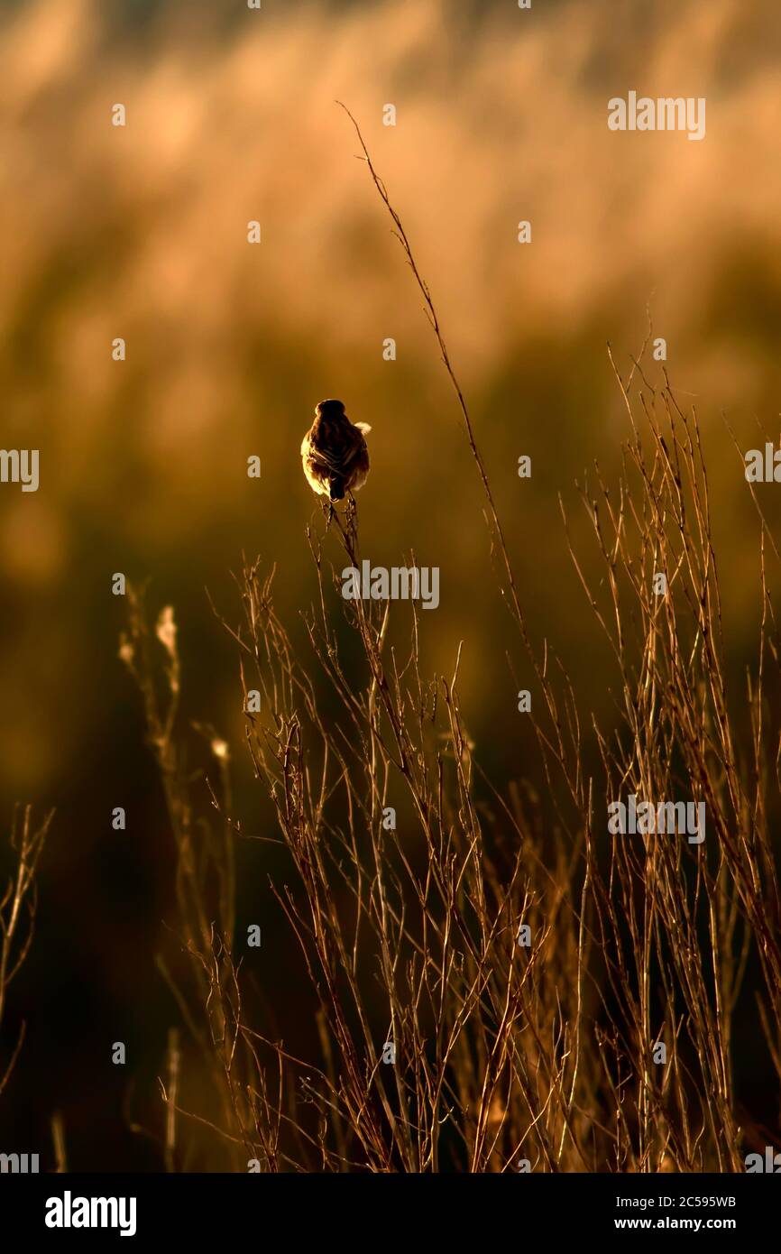 Niedlicher kleiner Vogel Stonechat. Gelber Natur Hintergrund. Vogel: Europäischer Steinechat. Saxicola rubicola. Stockfoto