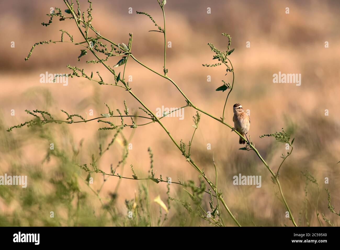 Niedlicher kleiner Vogel Stonechat. Gelber Natur Hintergrund. Vogel: Europäischer Steinechat. Saxicola rubicola. Stockfoto