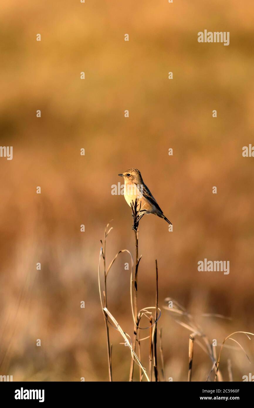 Niedlicher kleiner Vogel Stonechat. Gelber Natur Hintergrund. Vogel: Europäischer Steinechat. Saxicola rubicola. Stockfoto