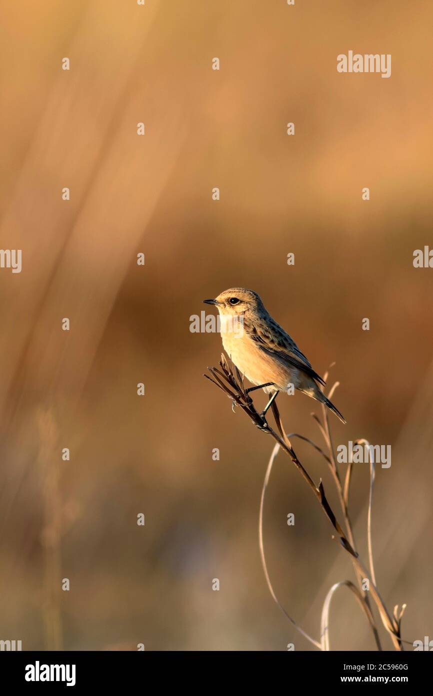 Niedlicher kleiner Vogel Stonechat. Gelber Natur Hintergrund. Vogel: Europäischer Steinechat. Saxicola rubicola. Stockfoto