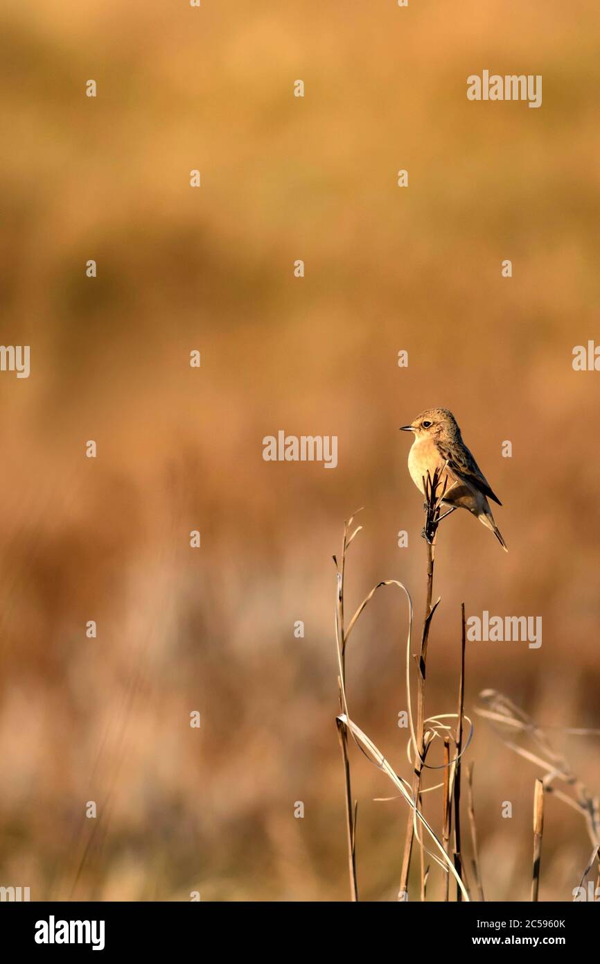 Niedlicher kleiner Vogel Stonechat. Gelber Natur Hintergrund. Vogel: Europäischer Steinechat. Saxicola rubicola. Stockfoto