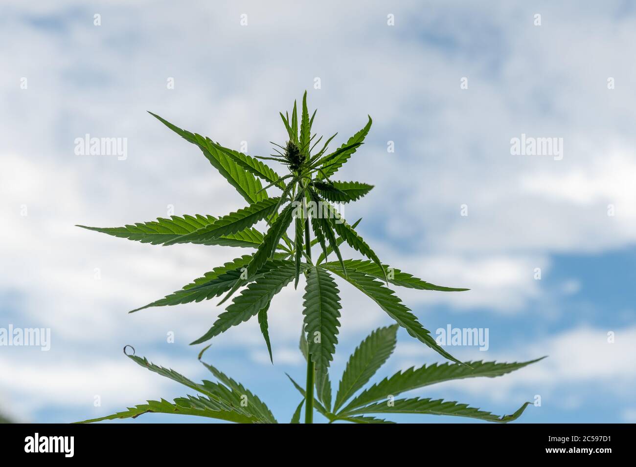 Cannabis Textur Marihuana Blatt Stapel Hintergrund mit Wolken Stockfoto