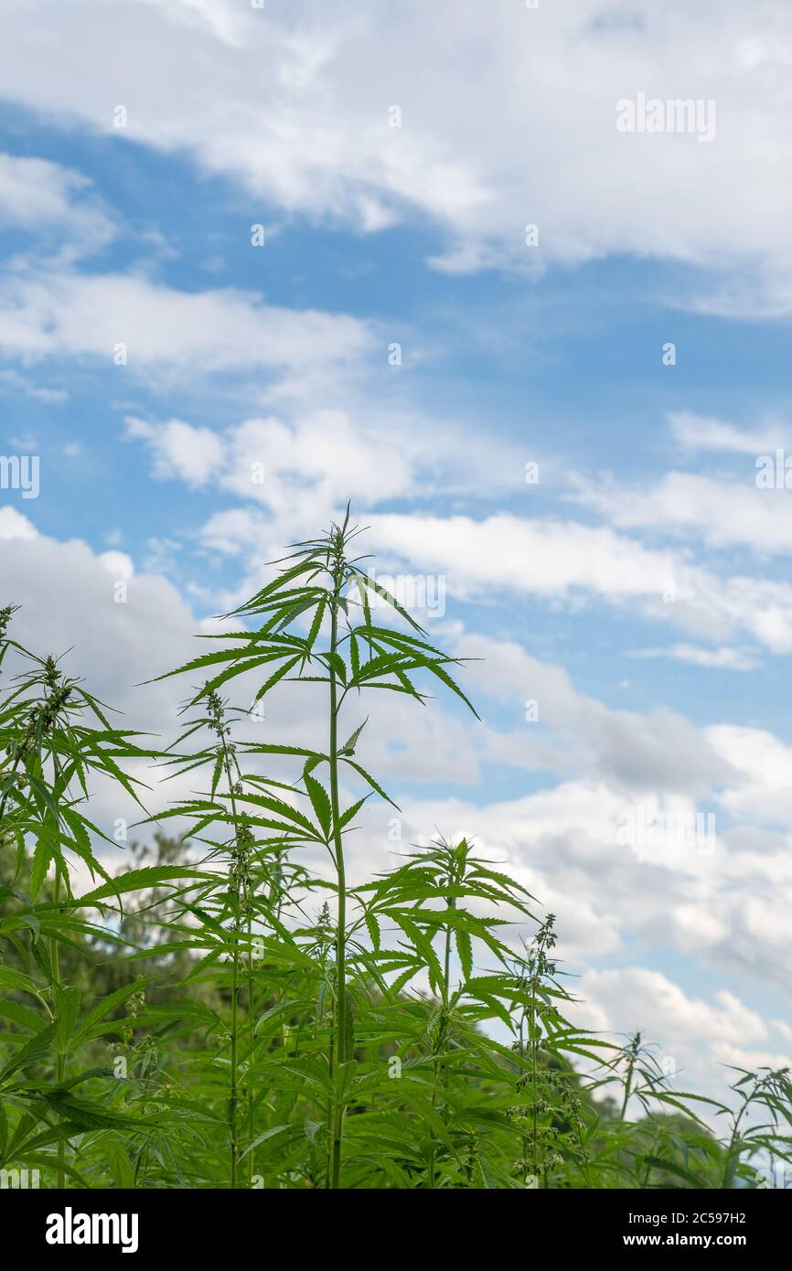 Cannabis Textur Marihuana Blatt Stapel Hintergrund mit Wolken und Unkraut Stockfoto