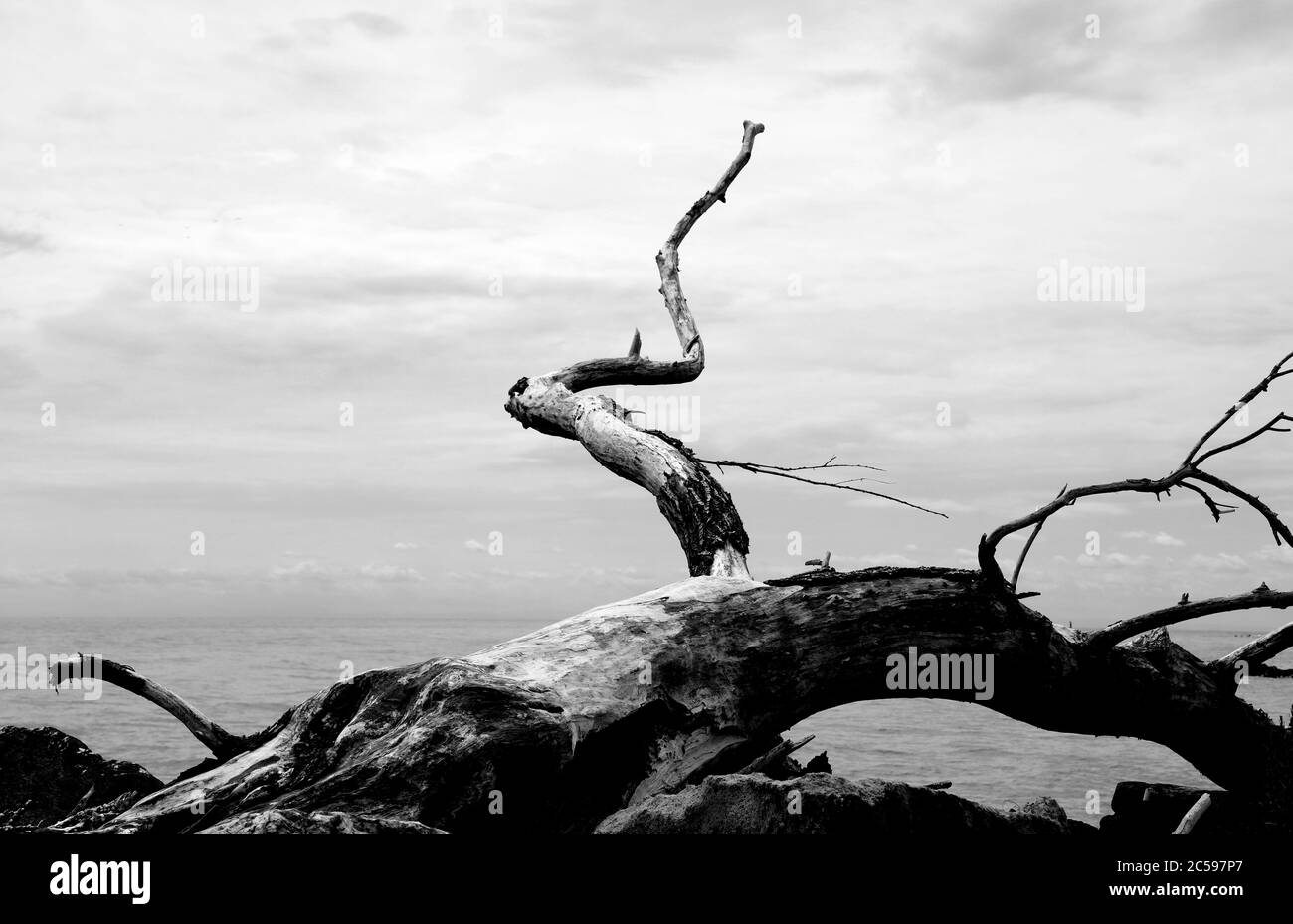 Trockener Zweig eines Baumes an der Mündung des Flusses mit Wirkung schwarz und weiß Stockfoto