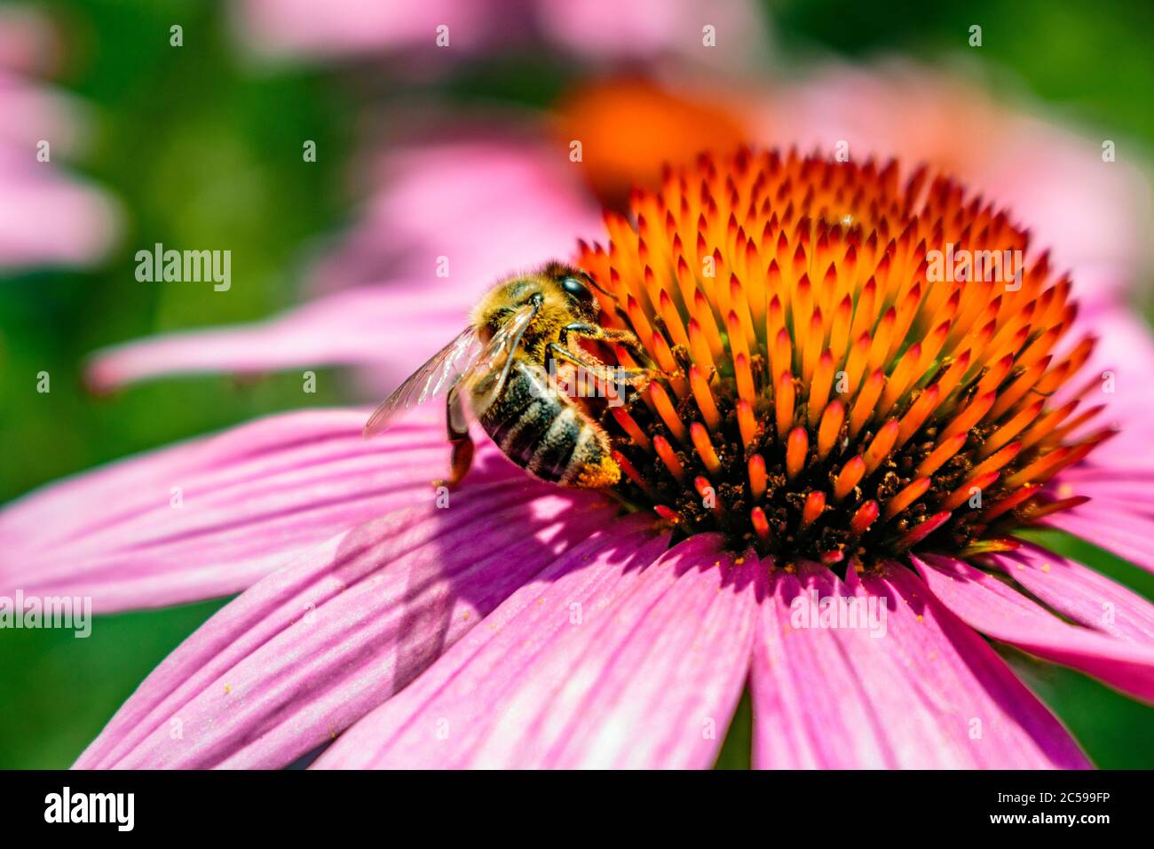 Biene in einer rosa Blume, Nahaufnahme Stockfoto