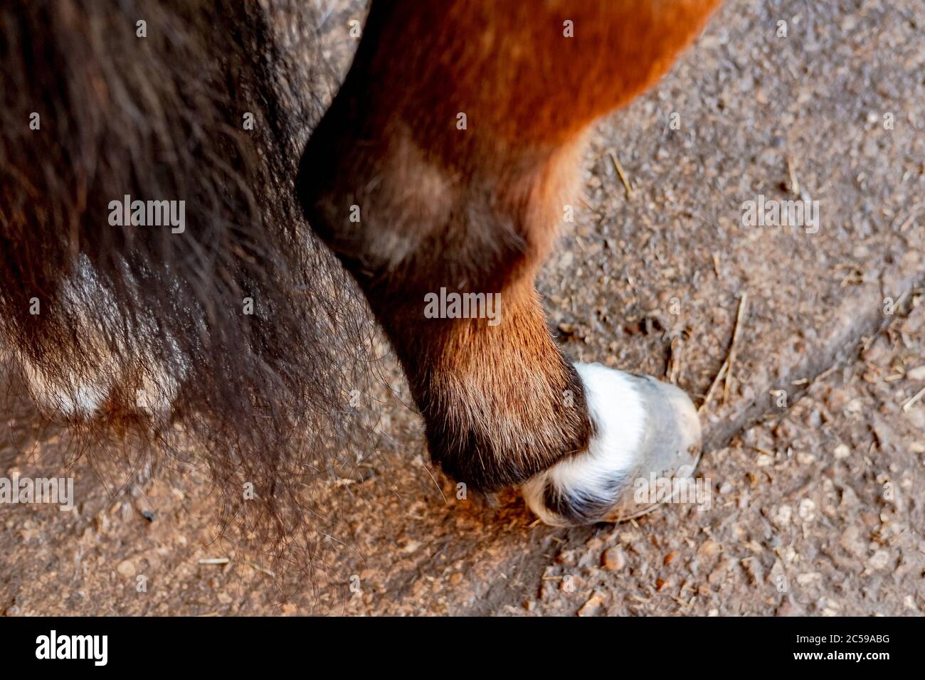 Isolierter, flacher Fokus eines Hinterbeins eines Pferdes, der Details des Hinterbeins und des Hufes zeigt. Das Pferd steht in einem Stall, bevor es zum Bräutigam wird Stockfoto