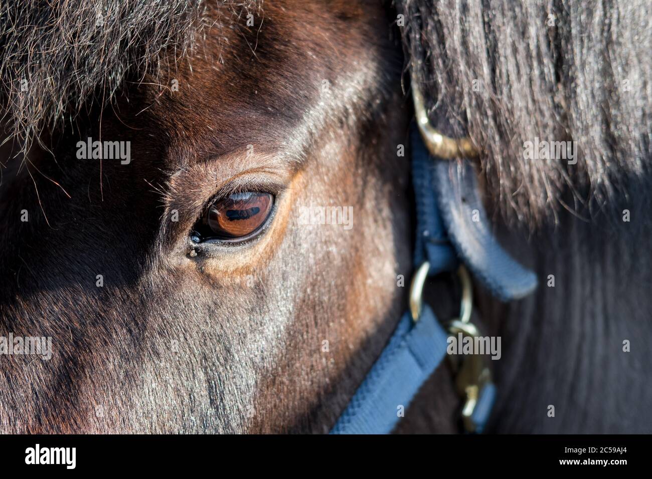 Nahaufnahme, geringer Fokus auf das detaillierte Auge und die Umgebung eines erwachsenen Pferdes. Auch im Blick ist ein Teil des Gurtzeugs verwendet, um ihn zu führen. Stockfoto