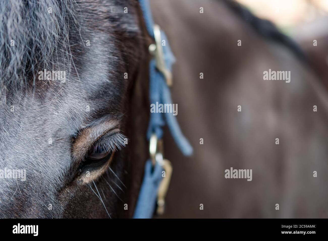 Nahaufnahme, geringer Fokus auf das detaillierte Auge und die Umgebung eines erwachsenen Pferdes. Auch im Blick ist ein Teil des Gurtzeugs verwendet, um ihn zu führen. Stockfoto