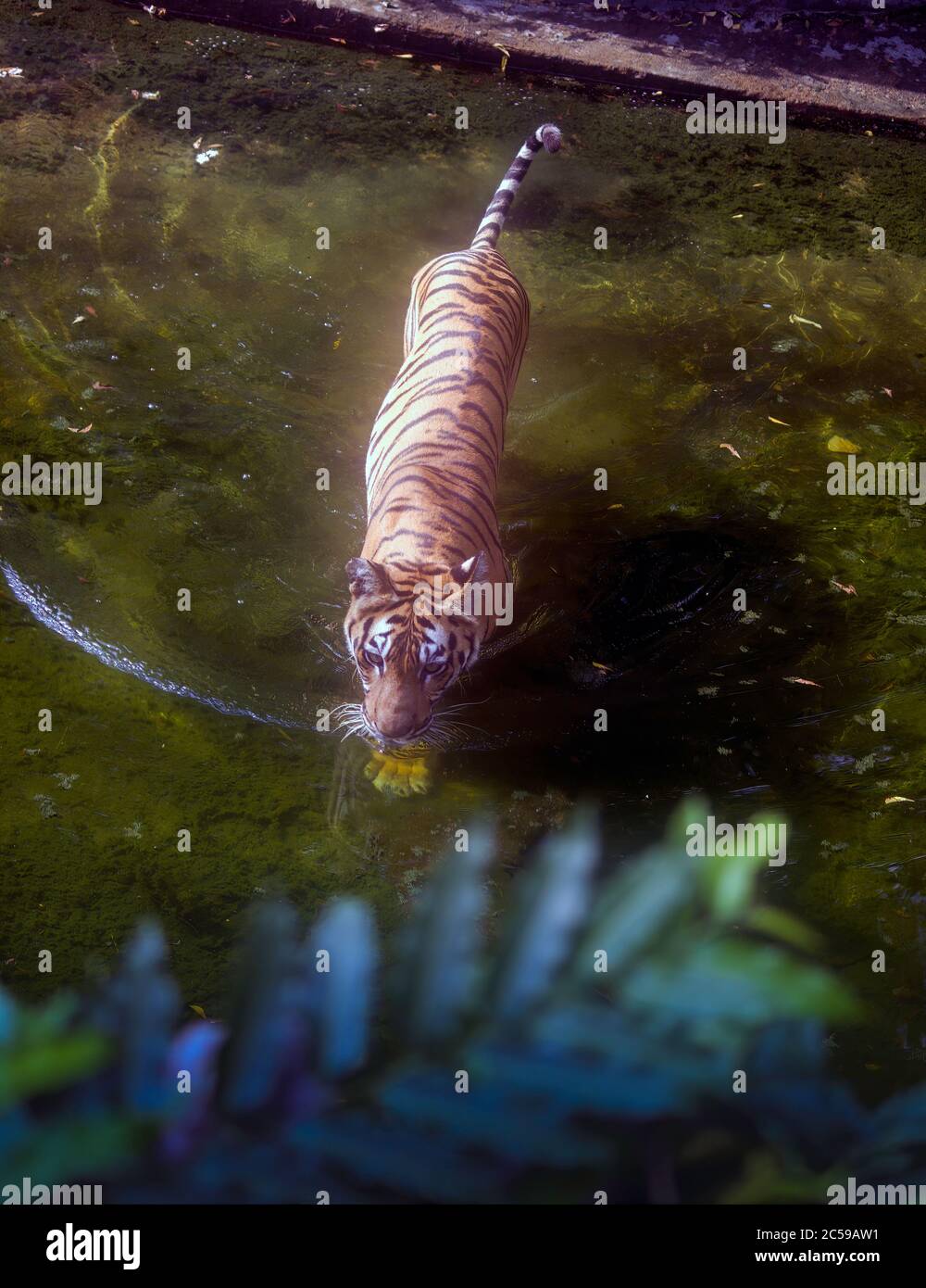 Luftaufnahme von Bengal Tiger in einem Fluss friedlich in einem Zoo in Indien gelegen zu Fuß Stockfoto