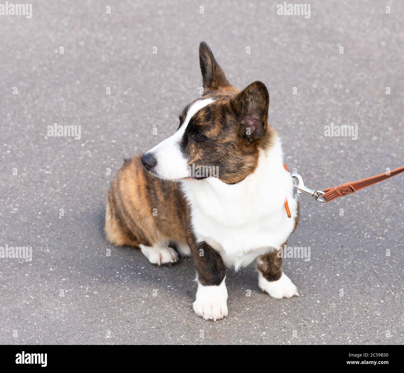 Welsh Corgi Cardigan Hund sitzt auf dem Bürgersteig Stockfoto