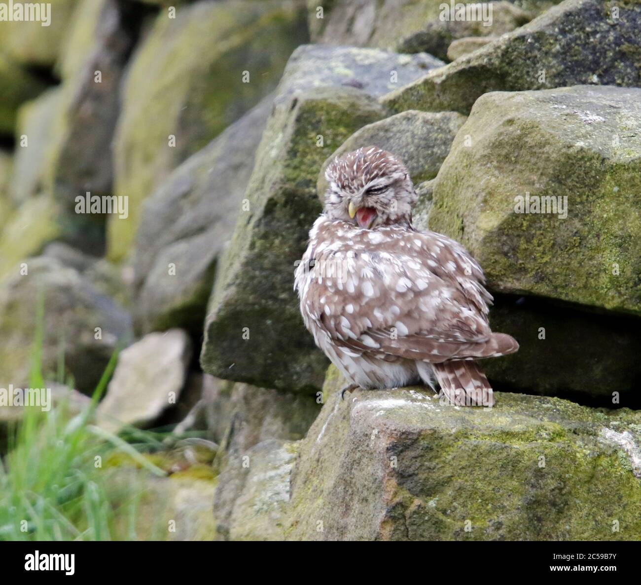 Kleine Eulen, die nach einem Regensturm aufbrauen Stockfoto